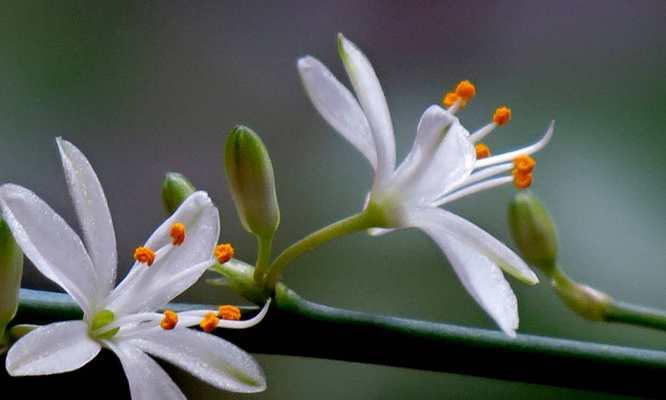 花落灯笼间，美丽芬芳常相伴（以灯笼吊兰花语探究幸福与希望的含义）