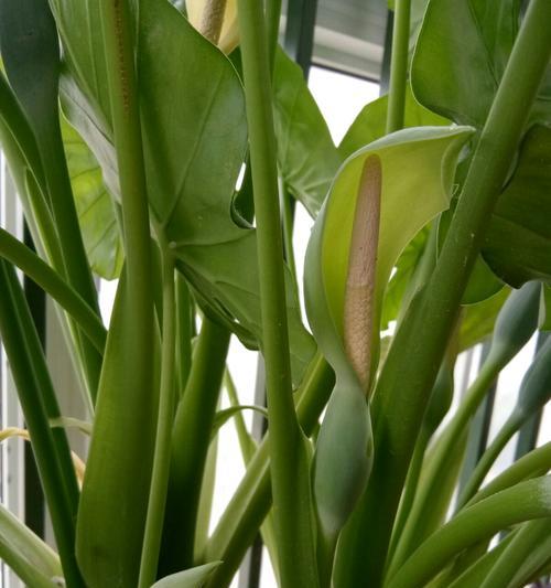 滴水观音植物的寓意与象征（探寻滴水观音植物背后的内涵与意义）