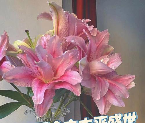 蝶花百合花语传递的美好寓意（蝶舞花间）