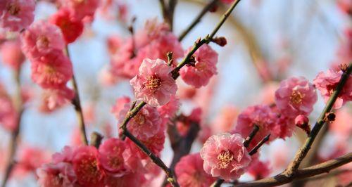 冬天的梅花——坚强与希望的象征（冬天梅花的美丽与内涵）