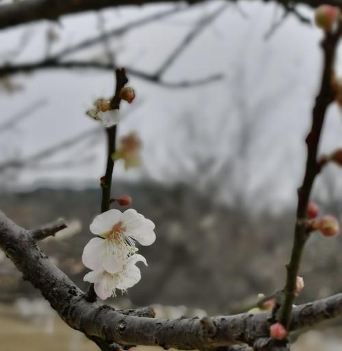 冬天的梅花——坚强与希望的象征（冬天梅花的美丽与内涵）