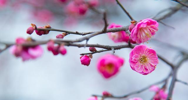 冬天的梅花——坚强与希望的象征（冬天梅花的美丽与内涵）