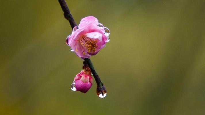 寒冬里的傲雪（探寻冬天梅花的美丽与坚韧）