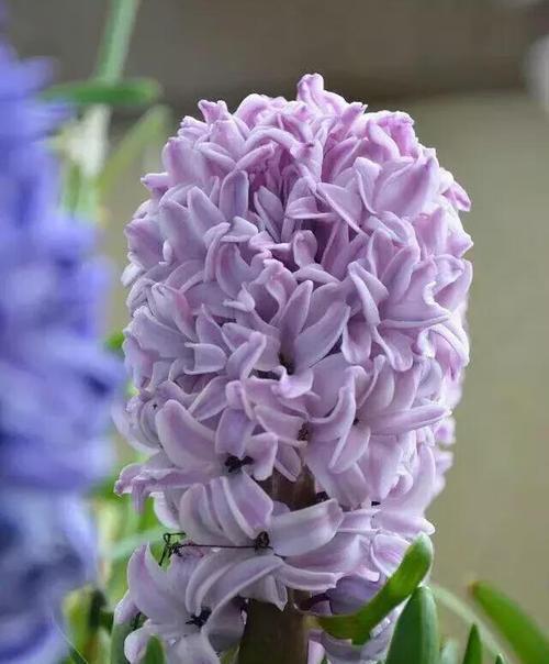 粉红风信子花语（探寻粉红风信子的花语）