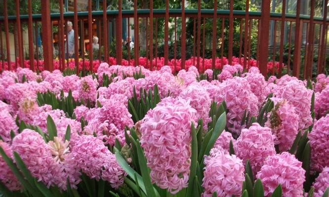 粉色风信子花语（探寻风信子花语中的美好意义）