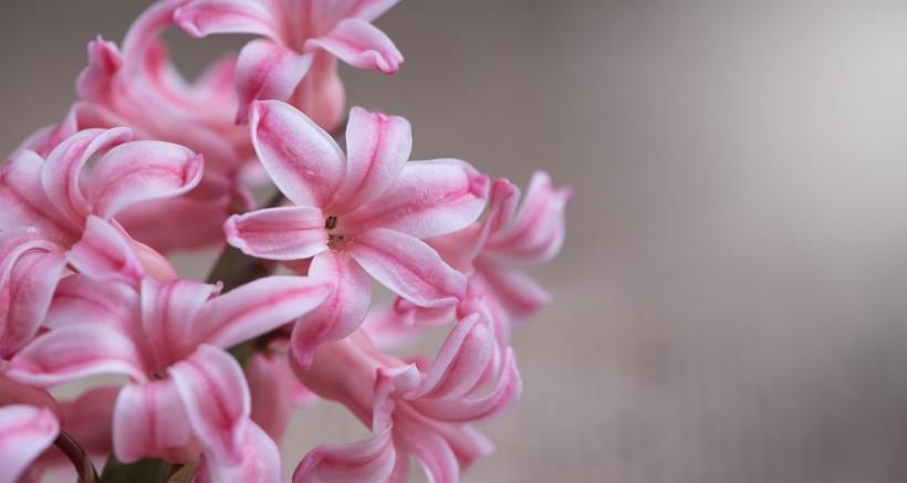 粉色风信子的花语与象征意义（探索粉色风信子花朵的意义与传达的信息）