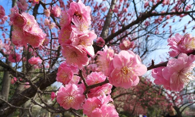 粉色梅花的花语（追寻梦想的勇气与坚持）