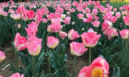 花开春天，愿之如意——粉郁金香花语的启示（寄托希望与美好的花海中）