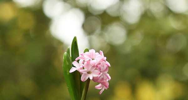 《风信子的花语》（奇妙的花语将人与自然连接起来）