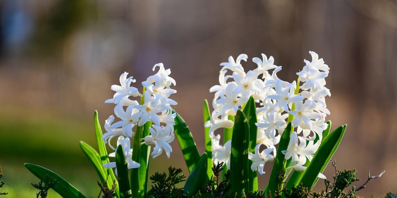 风信子花语及其特性（探秘风信子的花语和生长特点）