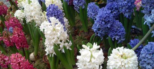 风信子鲜花花语（以花语之美打开心扉）