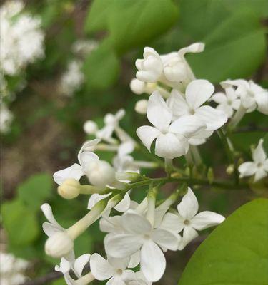 丁香花的花语及其寓意（探寻丁香花背后的意义和象征）