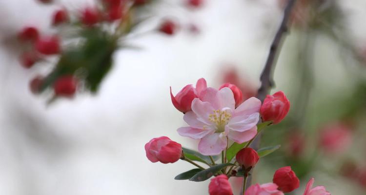 观叶海棠花语之美——寓意与象征（叶海棠开放的秘密和神秘）