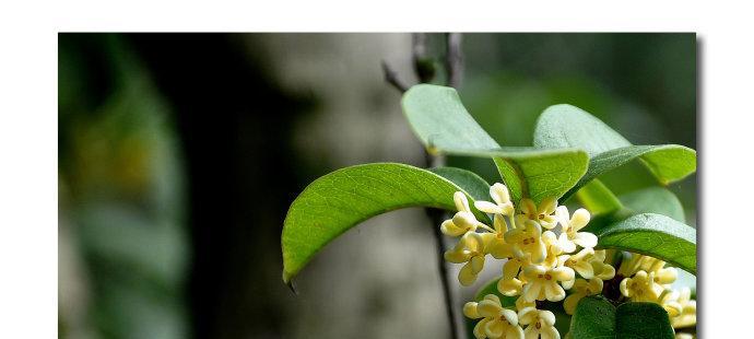 桂花的花语和寓意（探寻桂花之美及其深刻内涵）