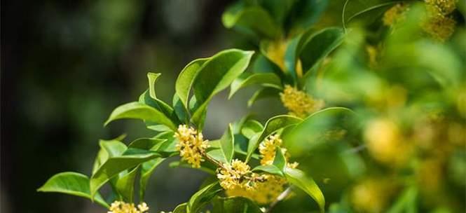 桂花的花语和寓意（探寻桂花之美及其深刻内涵）