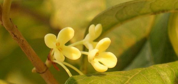 桂花花语的意义与传承（桂花的花语和文化象征）