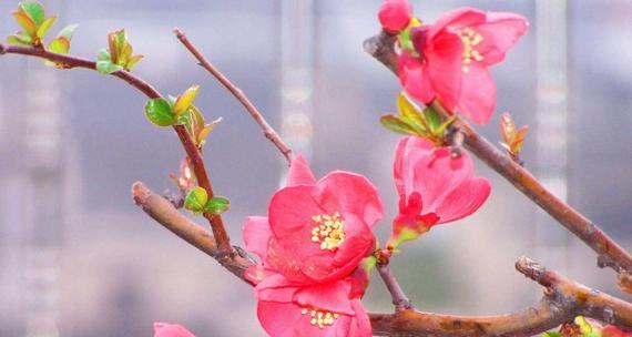 海棠花的花语及其象征意义（探寻海棠花的美丽与意义）