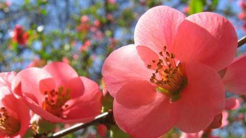 海棠花的花语及其象征意义（探寻海棠花的美丽与意义）