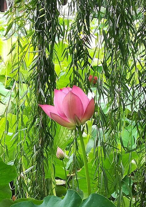 荷花之美——花开花落，含意永恒（唤起心灵的芬芳）