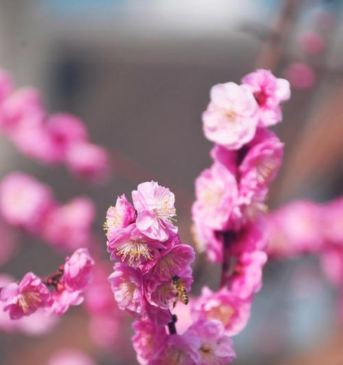 红梅花的花语与意义（红梅花的美丽与毅力）