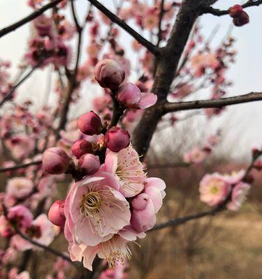 红梅花的花语与意义（红梅花的美丽与毅力）