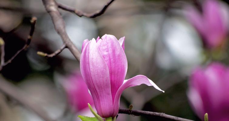 红玉兰花的寓意与象征（鲜艳红玉兰）