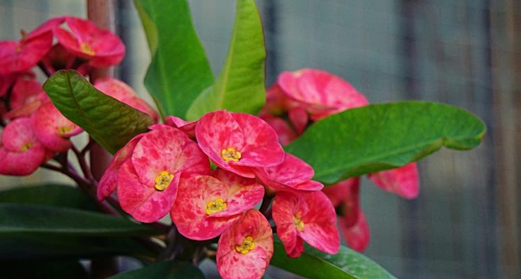 虎刺梅花语——勇敢面对逆境的象征（以虎刺梅花为主题的文章）