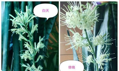 虎皮兰花的花语与寓意（探索虎皮兰花背后的意义与象征）