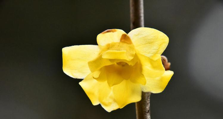 黄腊梅花的花语及寓意（探索黄腊梅花花语的深层意义）