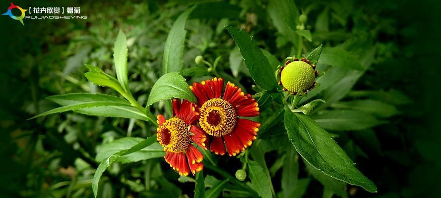 黄色蜡菊（明亮）