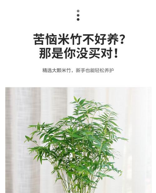 米竹怎么养殖才能更旺盛（掌握种植技巧）