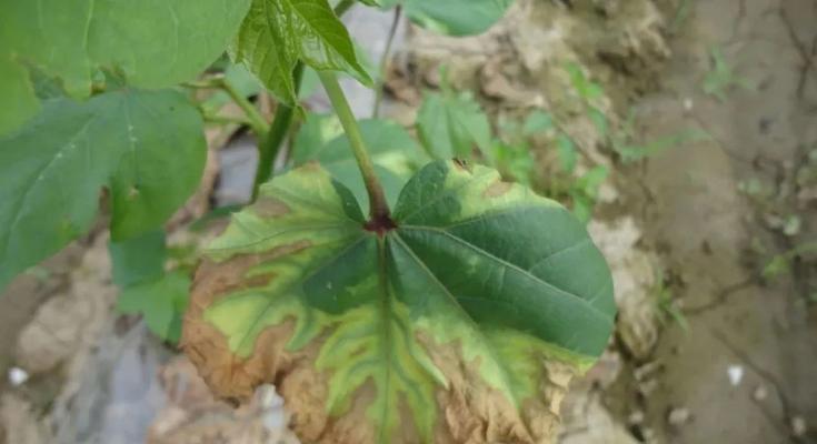 探究棉花病虫害防治方法与技术措施（从病虫害防治的意义谈起）