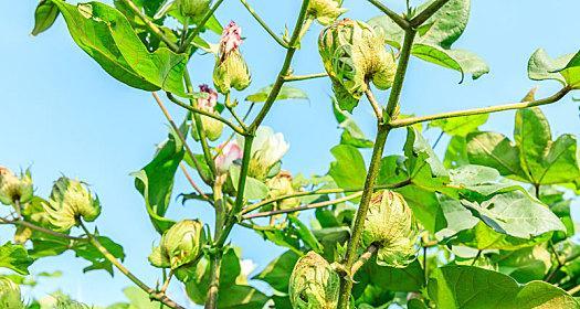 棉花的生长过程（探究棉花生长的五个关键阶段）