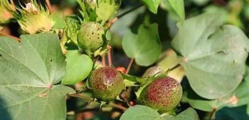 探究棉花的生长周期（从种子到成熟——棉花生长的全过程）