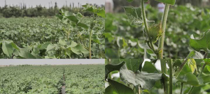 探究棉花的生长周期（从种子到成熟——棉花生长的全过程）