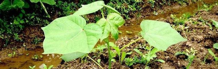 棉花苗的移栽技巧（种植棉花前必读的移栽指南）