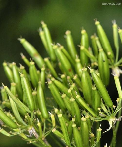 棉花真的是草本植物吗（揭开棉花的植物身份谜团）