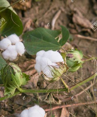 探究棉花的农作物属性（从生长环境到经济价值深入了解棉花）