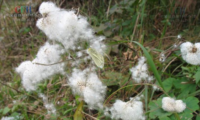 棉花——一种深根植物