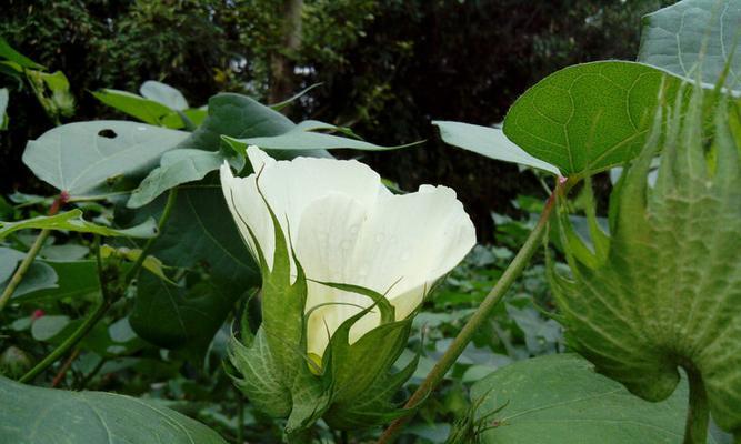 木棉花盛放的季节（走进春天的美丽世界）