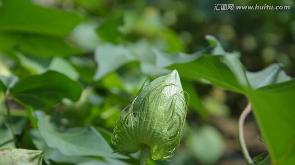 棉花（探究棉花的多重身份及其利用价值）