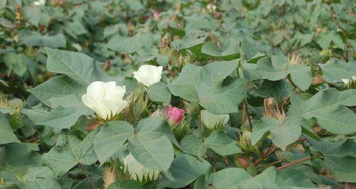 棉花种植技巧——如何选择适合种植棉花的土壤（从土壤pH值、水分、通气性等角度）