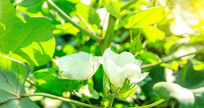 棉花（从种植到加工）