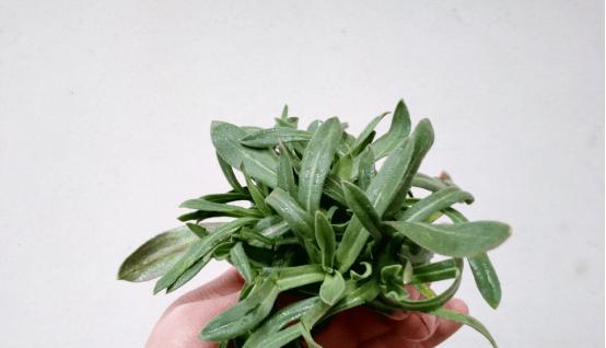 面条菜的种植时间和方法（在家种植健康又美味的面条菜）