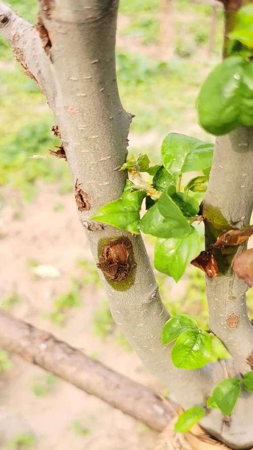 苗木病虫害防治技术与方法措施（有效防治苗木病虫害）