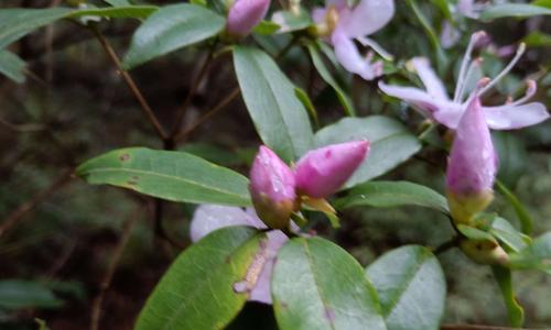 明月草的开花及观赏特点（从花期到花形）