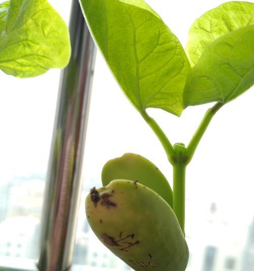 探秘神秘的魔豆植物（了解魔豆植物的起源）