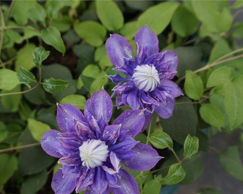 魔法喷泉铁线莲的开花习惯（探究铁线莲的花期及生长条件）