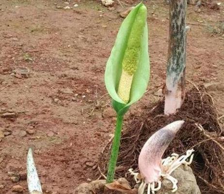 魔芋花叶病的防治方法（了解魔芋花叶病的症状与预防）