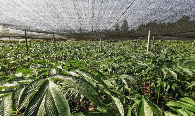 魔芋种植的最佳时间（选择适宜的季节确保魔芋高产丰收）